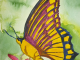 Marcia - Butterfly